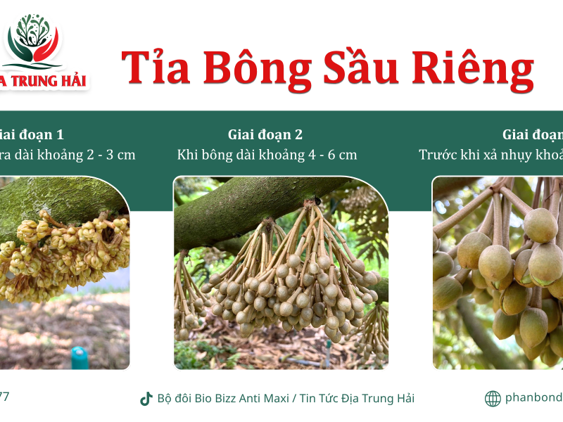 Kỹ Thuật Tỉa Bông Sầu Riêng