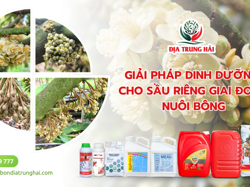 DINH DƯỠNG CHO SẦU RIÊNG GIAI ĐOẠN NUÔI BÔNG