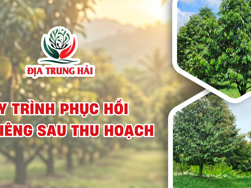 QUY TRÌNH PHỤC HỒI SẦU RIÊNG SAU THU HOẠCH 